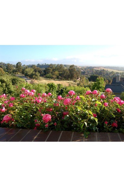 Троянда Леонардо да Вінчі обрізка в ландшафті 